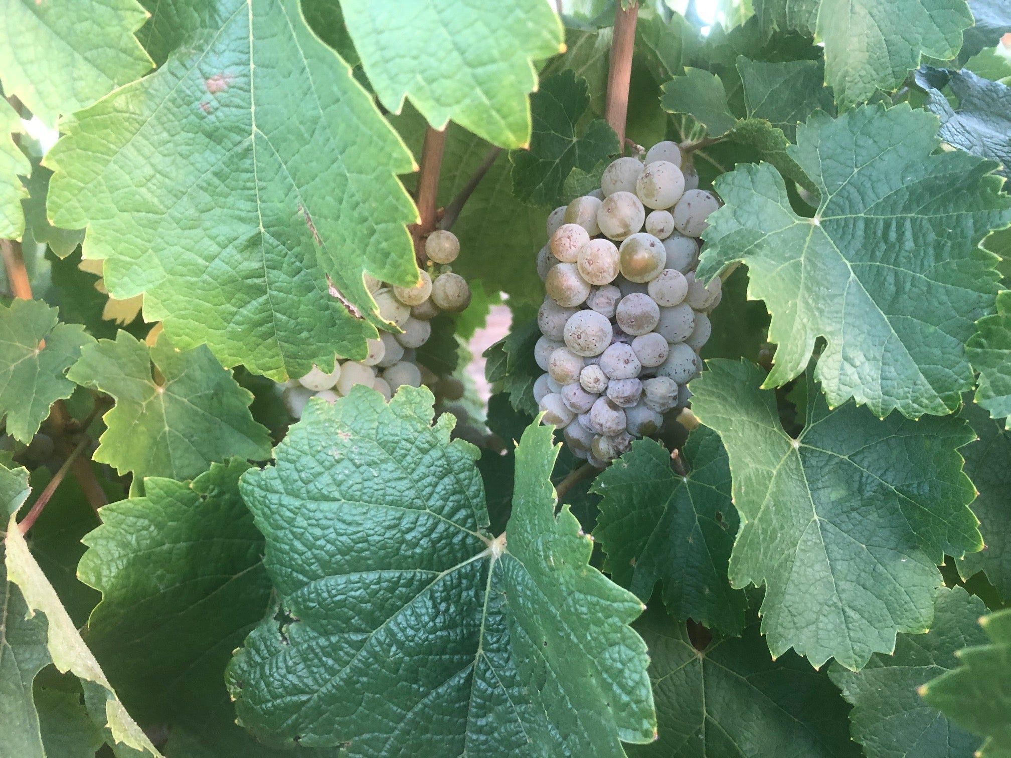 Clare Valley’s 2020 Vintage: A Triumph of Quality